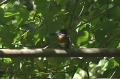 Giant Kingfisher